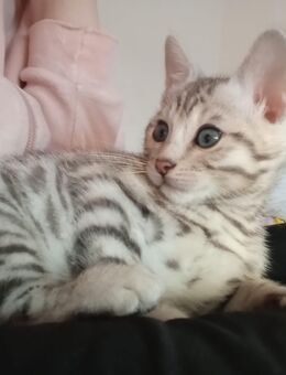 Zauberhafte Bengal Kitten Snow Mink, Silver Rosette, Brown Spotted Tabby, Abgabe ab Januar - Werther (Westfalen)