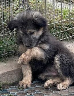 Welpenmädel Klara 💖 - Laufen