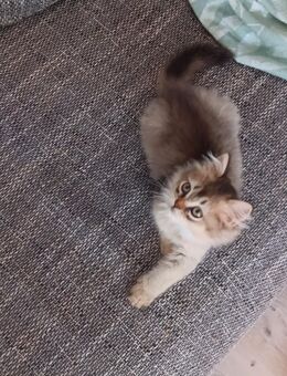 Junge, Perser / Maine Coon, Kater, Kitten, Katzenbabys, Babykatzen, Katzen, cats - Berlin Steglitz-Zehlendorf