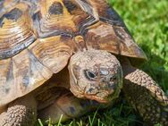 Zwei griechische Landschildkröten Mädchen über 10 Jahre alr - Deensen