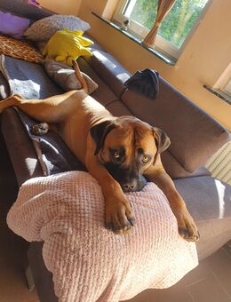 Boerboel abzugeben - Duingen