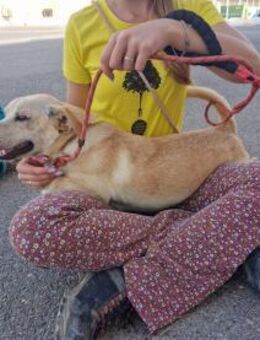 Chop - Rüde in Spanien - Lenningen