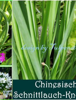 ♥ Chinesischer Knoblauch Schnittlauch Samen winterharte Staude Kräuter,Tulpenstolz,Garten, Allium tuberosum,samenfest,Bienenweiden - Hamburg