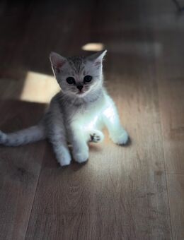 🐾 5 Britisch Kurzhaar Kitten – Liebevolle Familien gesucht! 🐾 - Hamm Zentrum