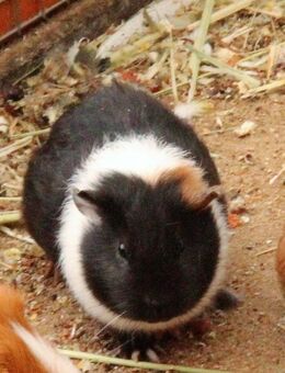 Junge Meerschweinchen Männchen. - Erkelenz