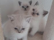 BKH Kitten Kätzchen reinrassig - Gechingen