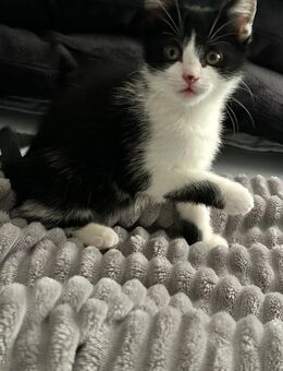 Katzenbaby suchen neues Hause - Bad Wildbad