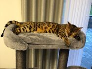 Bengalkater sucht neues zu Hause - Poppenhausen