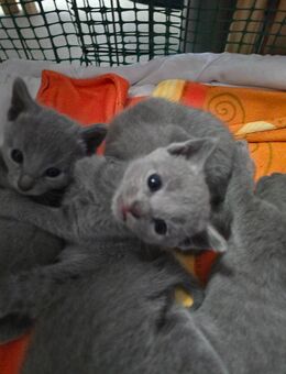 Russisch Blau Kitten - Wilhermsdorf