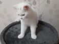 Weiße BKH Katze in 41460