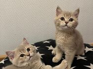 super süße BKH kitten zum Verkauf - Gelsenkirchen