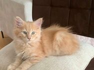 Maine Coon /Neva Masquarade Kater - Bonn Duisdorf