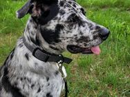 Australian Shepherd Mix - Rotenburg (Wümme)