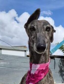 Guapina - großartige Hündin - Freudenstadt