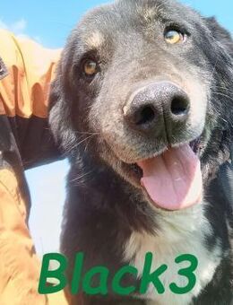Black3 liebevoller Begleiter 03/19 GRC - Ruppertsecken