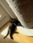 Bkh Kitten ♥️ 3 kitten übrig ausziehbereit 🐈‍⬛ in 30823