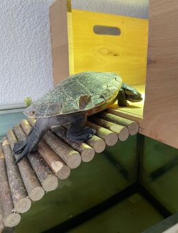 Wasserschildkröte in gute Hände abzugeben! - Schönaich