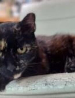 Farah Ruhiges Katzenmädel sucht Zuhause - Unterföhring