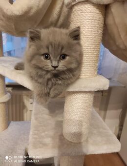 BKH, BLH Kitten zu verkaufen - Boizenburg (Elbe)