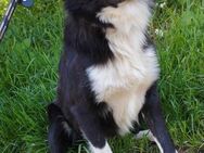 Border Collie Boo sucht sein Glück! - Heinsberg