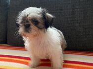 Shih-Tzu Welpen - Püttlingen