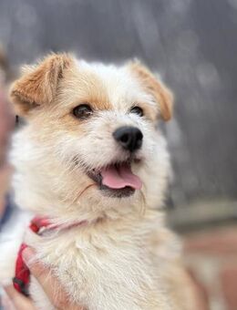 Winnie ❤️Pflegestelle bei 76829 Landau - Markkleeberg