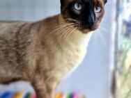 Süßer, verspielter, junger Kater Finn - Karlsruhe