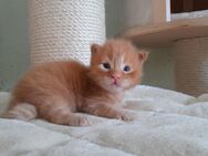 Maine Coon Kitten mit Stammbaum - Murrhardt