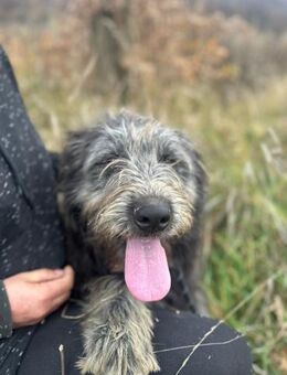 Jung Rüde Arthur - Rambin