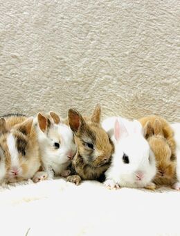 Zwergkaninchen Babys - München Hadern