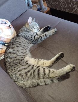 6 Monate Kätzchen (W) inkl. Futter und einiges an Zubehör, als Zweitkatze, abzugeben - Werdohl