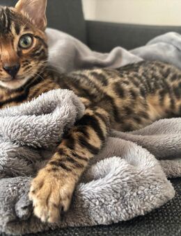 Katzen Kitten, Kater Bengal - Herrenberg