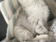 Bkh Kitten Baby - Ludwigshafen (Rhein)