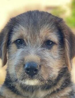 Ari, geb. ca. 04/2025, GRIECHENLAND - Euskirchen