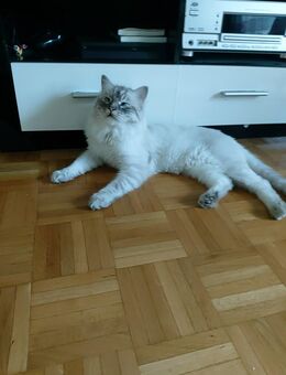 Junge Birma-Katze - Ludwigshafen (Rhein)