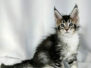 Maine Coon Kater mix mit Stammbaum - Gießen