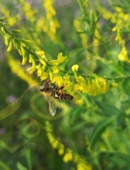 Gelber Steinklee Samen Honigklee Klee Bienen Honigklee Honig Klee Kleepflanze gelb viele kleine Blüten für Garten wildflower und Balkon Muttertag Geschenk flower Sonne SWR Vatertag Blumenwiese - Pfedelbach
