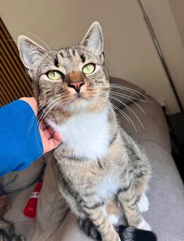 Junger Kater sucht liebevolles Zuhause - Halle (Landkreis Holzminden)