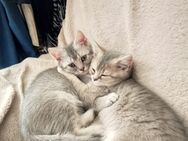BKH Kitten suchen neues Zuhause - Kamp-Lintfort