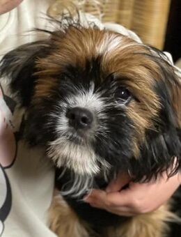 COOKIE - bei meinen Leuten wohlfühlen - Overath