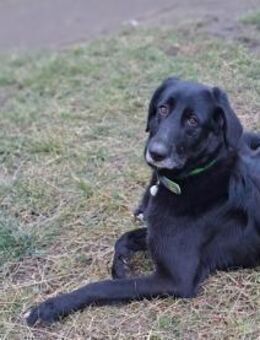 Sheena sucht ein neues Zuhause - Neuss