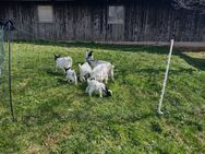 Zwergziegen zu verkaufen - Gütenbach