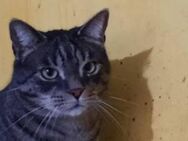 Pflegeleichter Kater Alfred - München