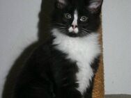 Maine Coon Kitten mit tollen Pinseln - Münchberg