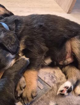 Golden Aussie Welpen - Mechernich