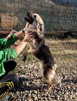 KAIA sucht eine Familie - Konstanz