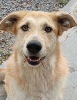 Konan - Großer Teddybär - Bad Camberg