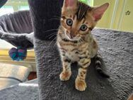 Bengalkitten/ Bengal Kitten - Duisburg