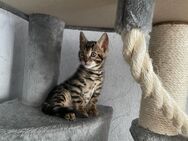 Reinrassige Bengal Kitten - Hattingen