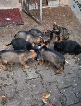 Rein DDR Schäferhundwelpen - Ellersleben